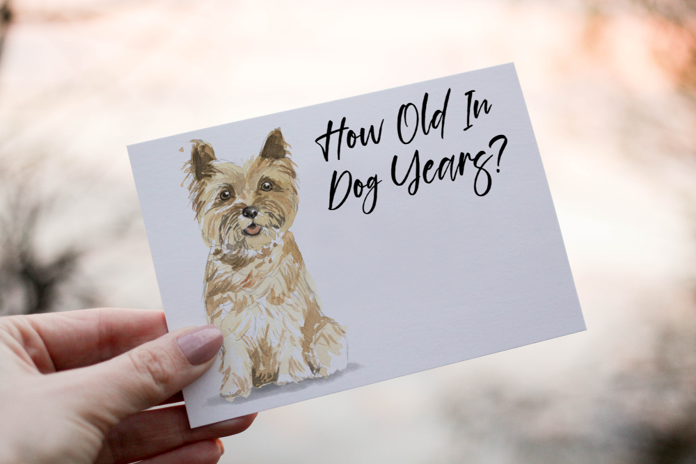 Cairn Terrier Dog Birthday Card, Dog Birthday Card